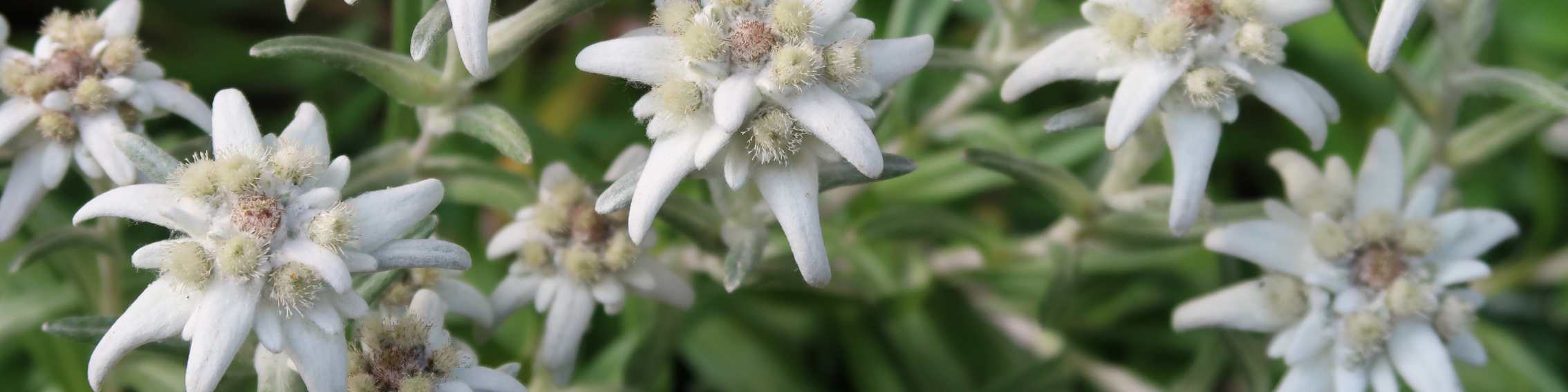 Edelweiss-Blüten